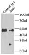Inhibitor Of Growth Family Member 5 antibody, FNab04315, FineTest, Immunoprecipitation image 