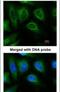 STIP1 Homology And U-Box Containing Protein 1 antibody, PA5-29024, Invitrogen Antibodies, Immunofluorescence image 