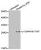 Cyclin Dependent Kinase Inhibitor 1B antibody, MBS128516, MyBioSource, Western Blot image 