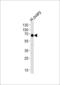 POTE ankyrin domain family member B antibody, LS-C163869, Lifespan Biosciences, Western Blot image 