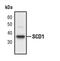 Stearoyl-CoA Desaturase antibody, PA5-17409, Invitrogen Antibodies, Western Blot image 