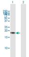 Calmodulin antibody, H00000805-B01P, Novus Biologicals, Western Blot image 