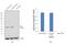 Aryl Hydrocarbon Receptor Interacting Protein antibody, PA1-514, Invitrogen Antibodies, Western Blot image 