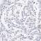 FUS RNA Binding Protein antibody, NB100-565, Novus Biologicals, Immunohistochemistry frozen image 