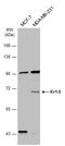 Potassium Voltage-Gated Channel Subfamily A Member 5 antibody, GTX132559, GeneTex, Western Blot image 