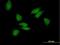 Poly(A) Binding Protein Cytoplasmic 3 antibody, H00005042-B01P, Novus Biologicals, Immunocytochemistry image 