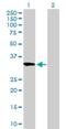 RAS Like Family 12 antibody, H00051285-B01P, Novus Biologicals, Western Blot image 