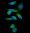 Inosine Monophosphate Dehydrogenase 1 antibody, A03791-1, Boster Biological Technology, Immunofluorescence image 