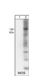 iNOS antibody, NM5751, ECM Biosciences, Western Blot image 