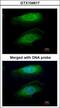 RPTOR Independent Companion Of MTOR Complex 2 antibody, GTX104617, GeneTex, Immunofluorescence image 