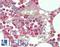 Resistin antibody, LS-B12981, Lifespan Biosciences, Immunohistochemistry paraffin image 