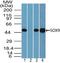 SRY-Box 9 antibody, PA5-23383, Invitrogen Antibodies, Western Blot image 