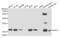 Hypoxanthine Phosphoribosyltransferase 1 antibody, abx004354, Abbexa, Western Blot image 