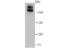 WNK1 antibody, NBP2-75712, Novus Biologicals, Western Blot image 