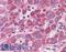 Secernin 1 antibody, LS-B5307, Lifespan Biosciences, Immunohistochemistry frozen image 