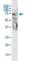 Staufen Double-Stranded RNA Binding Protein 2 antibody, H00027067-M01, Novus Biologicals, Western Blot image 