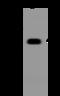 BEN Domain Containing 3 antibody, 204717-T44, Sino Biological, Western Blot image 
