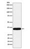 Tropomyosin 1 antibody, M01591, Boster Biological Technology, Western Blot image 