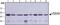 Tubulin Gamma 1 antibody, GTX11316, GeneTex, Western Blot image 