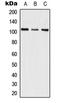 Splicing Factor SWAP antibody, LS-C352831, Lifespan Biosciences, Western Blot image 