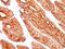 Keratin 8 antibody, GTX34666, GeneTex, Immunohistochemistry paraffin image 