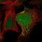 Signal Recognition Particle 19 antibody, NBP1-89507, Novus Biologicals, Immunofluorescence image 