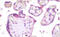 BPI Fold Containing Family A Member 2 antibody, MBS249066, MyBioSource, Immunohistochemistry frozen image 