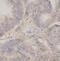 Beta-secretase 2 antibody, FNab10202, FineTest, Immunohistochemistry paraffin image 