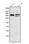 SH3 And Multiple Ankyrin Repeat Domains 3 antibody, A01231-1, Boster Biological Technology, Western Blot image 