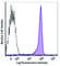 Thy-1 Cell Surface Antigen antibody, 206204, BioLegend, Western Blot image 