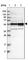 WD40 repeat-containing protein SMU1 antibody, HPA019228, Atlas Antibodies, Western Blot image 