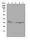 Annexin A4 antibody, PA1007-1, Boster Biological Technology, Western Blot image 