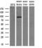 Phosphodiesterase 10A antibody, MA5-24974, Invitrogen Antibodies, Western Blot image 