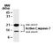 Caspase 7 antibody, A01044, Boster Biological Technology, Western Blot image 