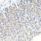 Mitogen-Activated Protein Kinase Binding Protein 1 antibody, LS-C332205, Lifespan Biosciences, Immunohistochemistry frozen image 