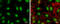 Jun Proto-Oncogene, AP-1 Transcription Factor Subunit antibody, GTX133873, GeneTex, Immunocytochemistry image 