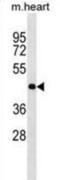 Oligodendrocyte Transcription Factor 2 antibody, abx030501, Abbexa, Western Blot image 