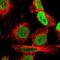 Interleukin Enhancer Binding Factor 2 antibody, NBP1-82586, Novus Biologicals, Immunofluorescence image 