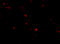 Interferon Induced With Helicase C Domain 1 antibody, 4037, ProSci, Immunofluorescence image 