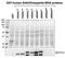 Siah E3 Ubiquitin Protein Ligase 1 antibody, MA5-24781, Invitrogen Antibodies, Western Blot image 