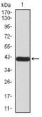 TARDBP antibody, NBP2-52492, Novus Biologicals, Flow Cytometry image 