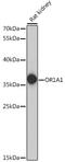 Olfactory Receptor Family 1 Subfamily A Member 1 antibody, 16-612, ProSci, Western Blot image 