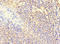 DNA Polymerase Beta antibody, LS-C396826, Lifespan Biosciences, Immunohistochemistry paraffin image 