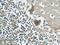 Neudesin Neurotrophic Factor antibody, 60131-1-Ig, Proteintech Group, Immunohistochemistry paraffin image 