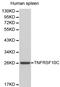 TNF Receptor Superfamily Member 10c antibody, LS-C192388, Lifespan Biosciences, Western Blot image 