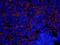 Transcription Factor AP-2 Gamma antibody, orb329725, Biorbyt, Immunofluorescence image 