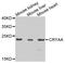 Crystallin Alpha A antibody, A5725, ABclonal Technology, Western Blot image 