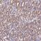 DEAD-Box Helicase 51 antibody, PA5-58817, Invitrogen Antibodies, Immunohistochemistry frozen image 