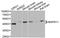 Mitogen-Activated Protein Kinase 11 antibody, A7717, ABclonal Technology, Western Blot image 