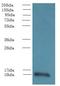 Transmembrane Protein 14A antibody, LS-C376812, Lifespan Biosciences, Western Blot image 